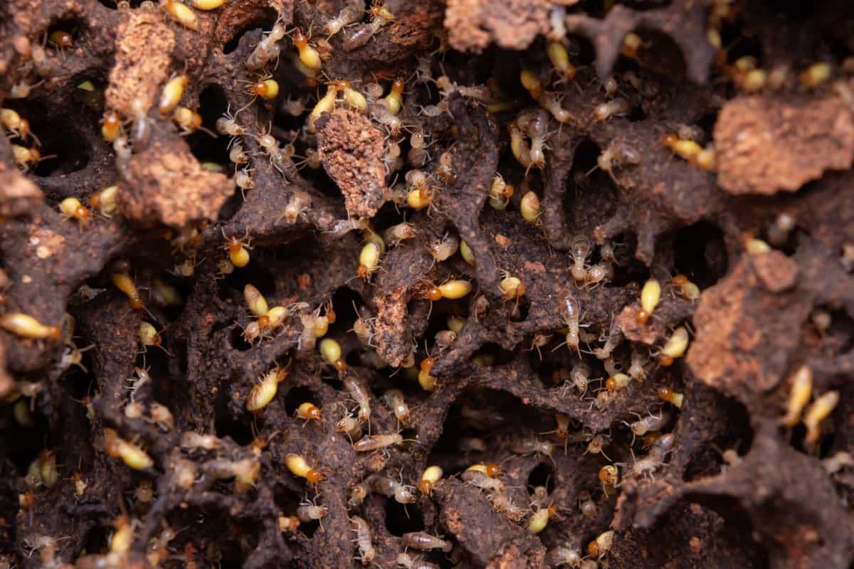 How to Get Rid of Termites in Compost