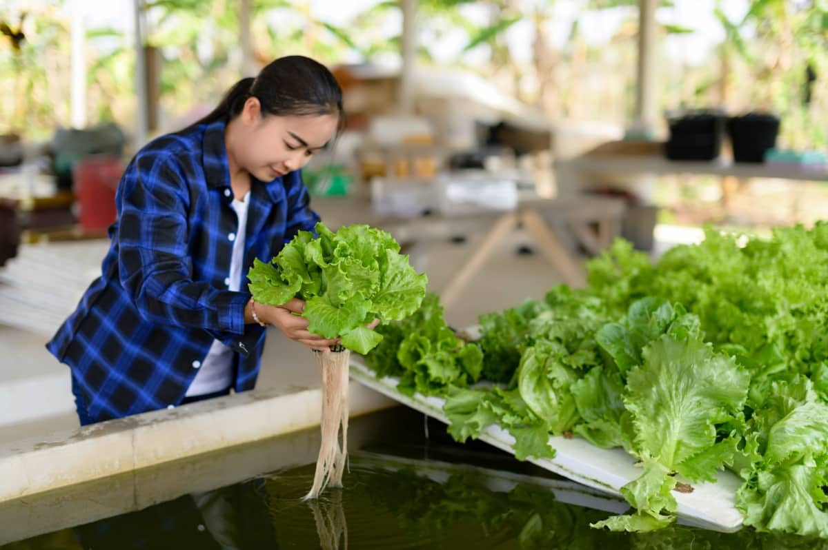 How to Grow Aquaponic Lettuce