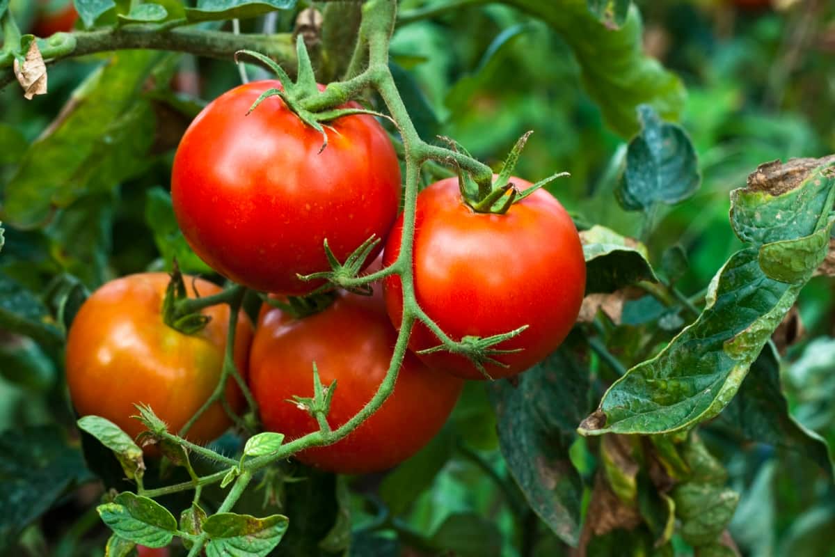 How to Grow Better Boy Tomatoes