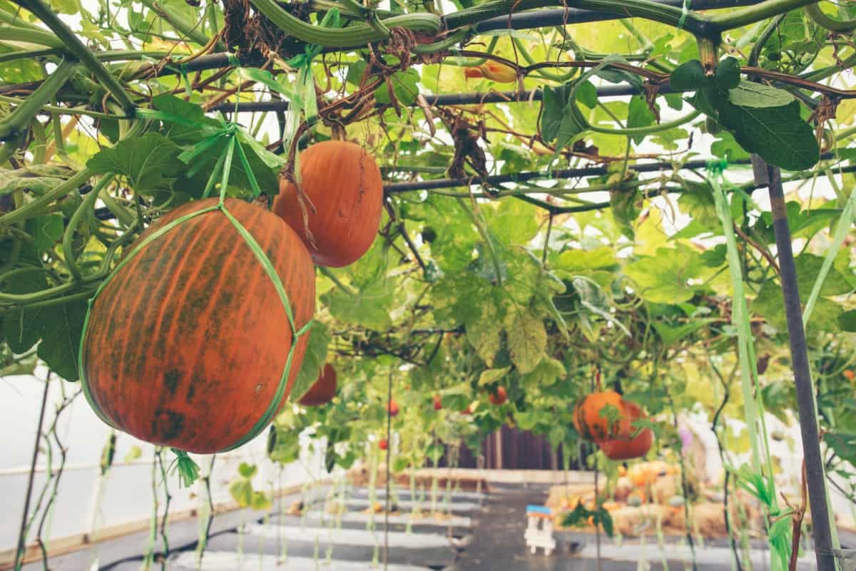 How to Grow Giant Pumpkins from Seeds