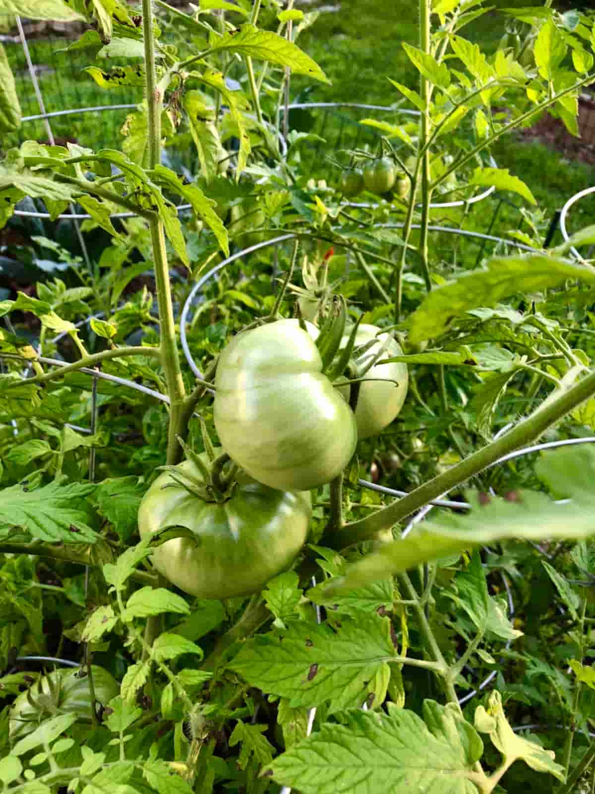 Green Heirloom Tomatoes