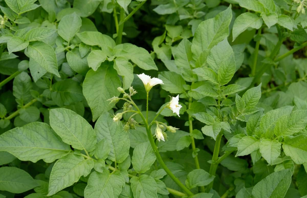 White Blooming Potato Flower in Plant