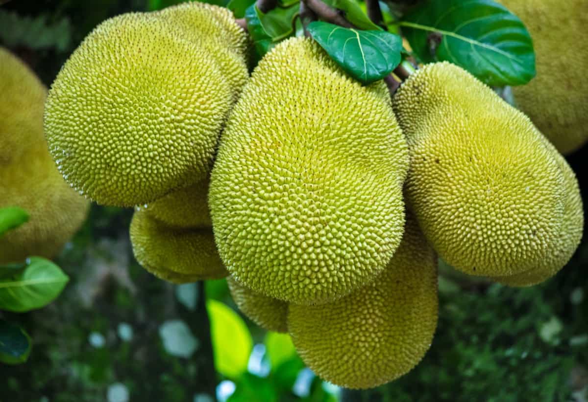 How to Grow Jackfruit from Seed