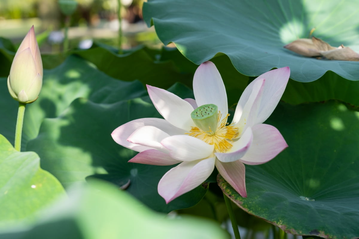 How to Grow Lotus from Seeds