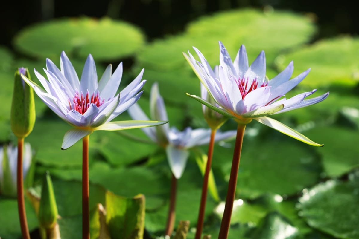 Lotus Flowers 