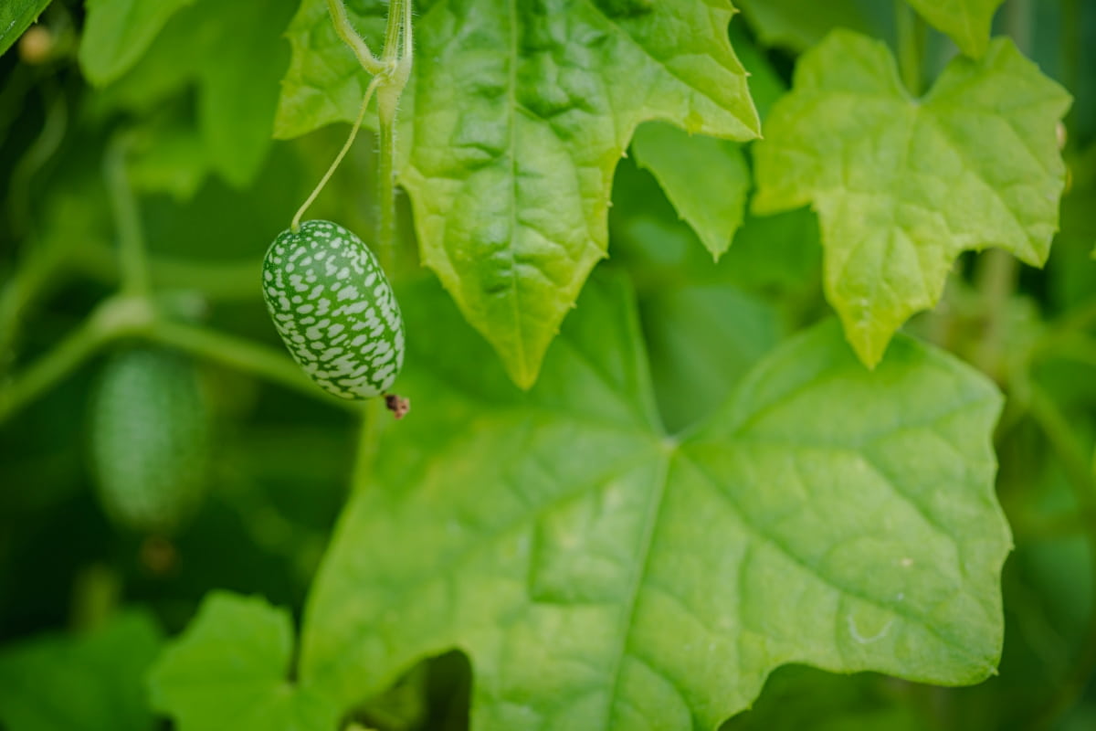 How to Grow Mexican Sour Gherkins From Seed