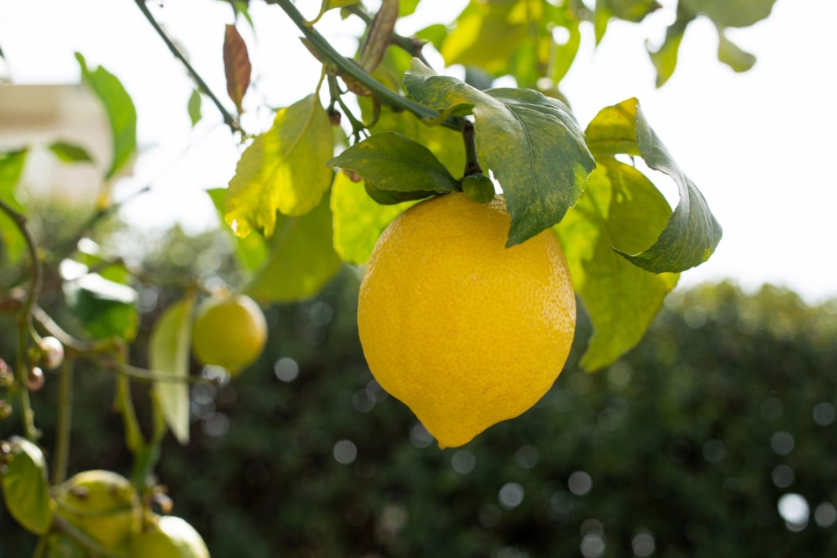 Lemon Hanging on A Lemon Tree