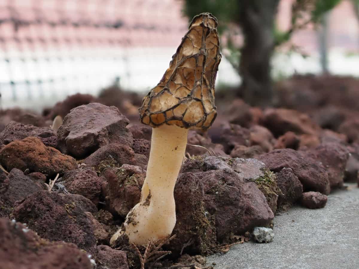 How to Grow Morel Mushrooms from Spores