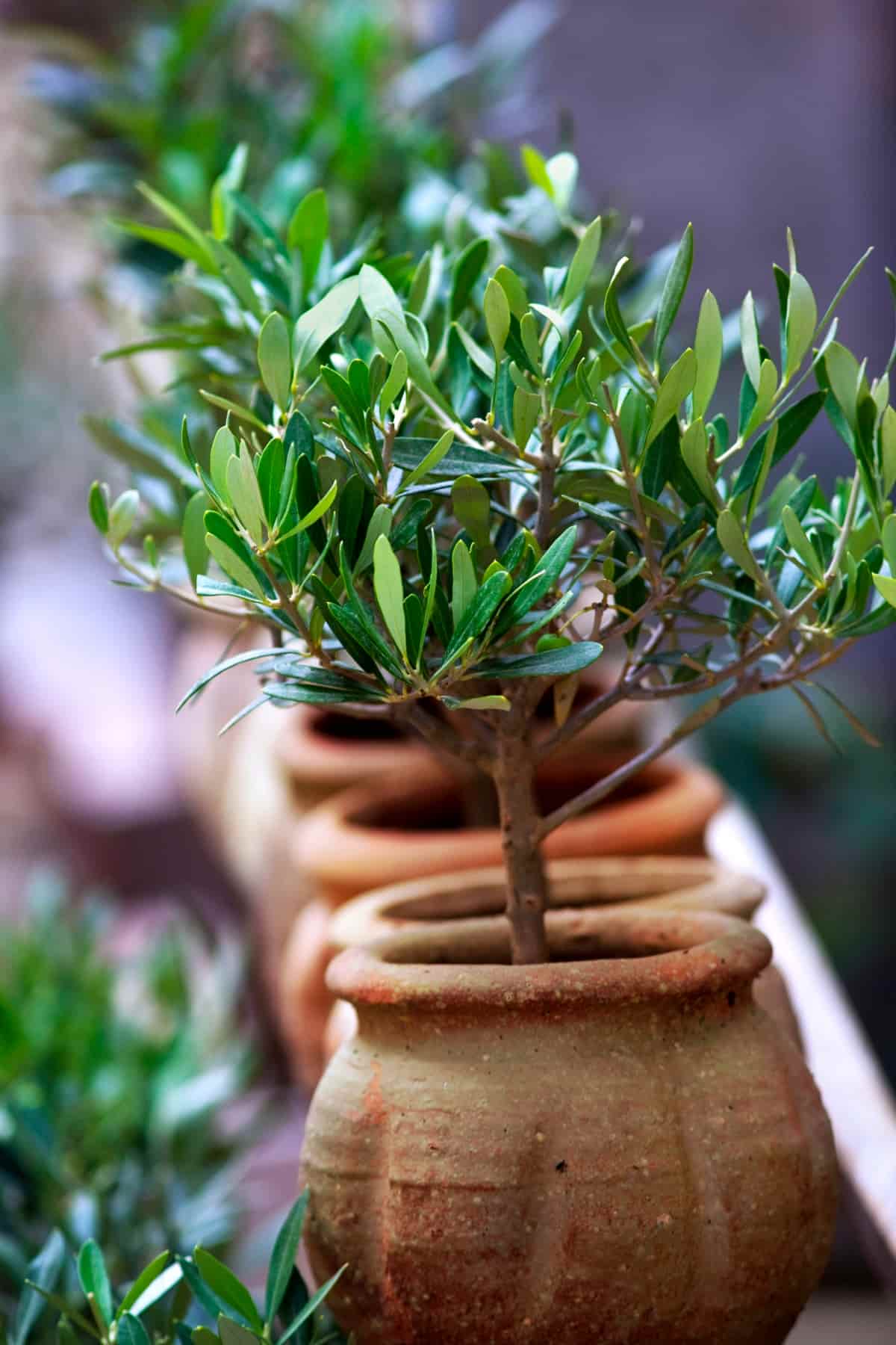 Olive Trees in Pots