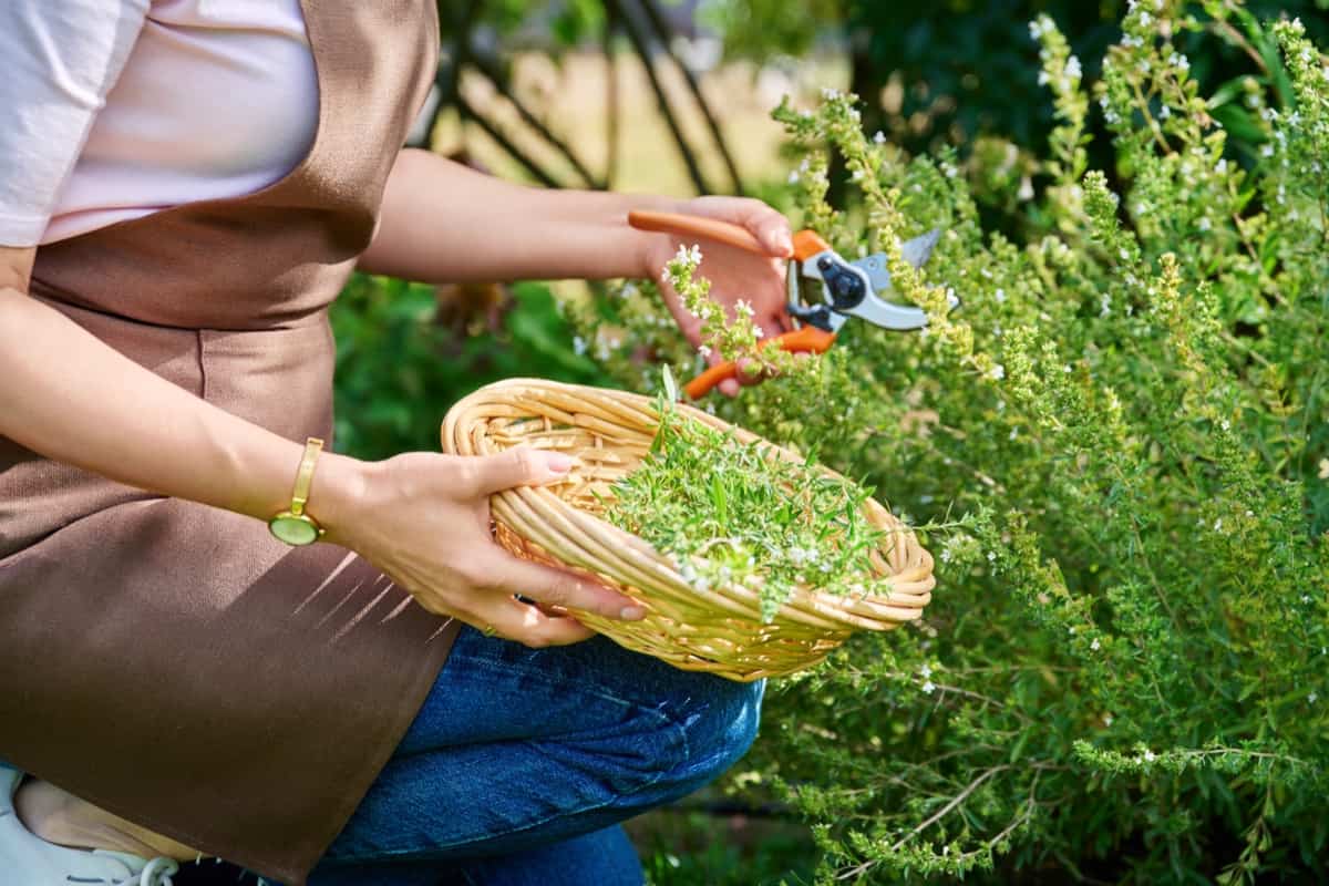How to Grow Organic Savory 