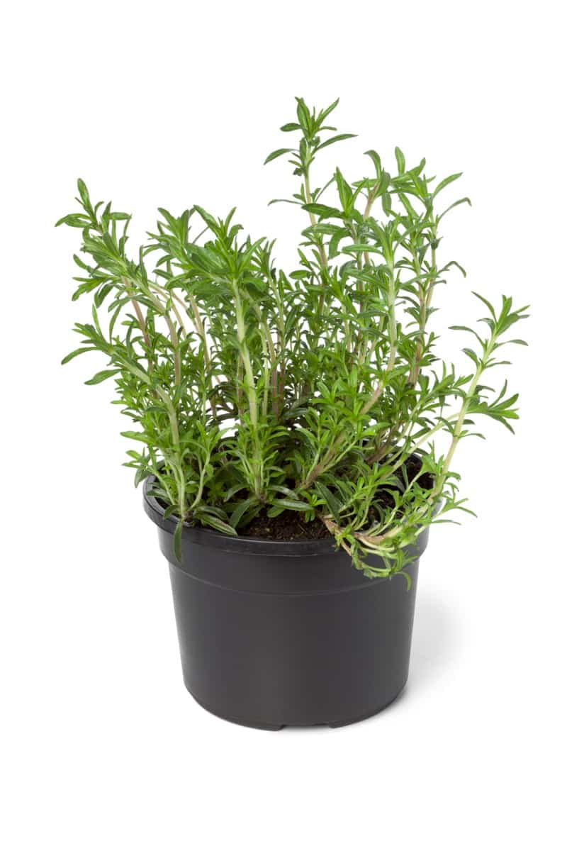Organic Savory Pot