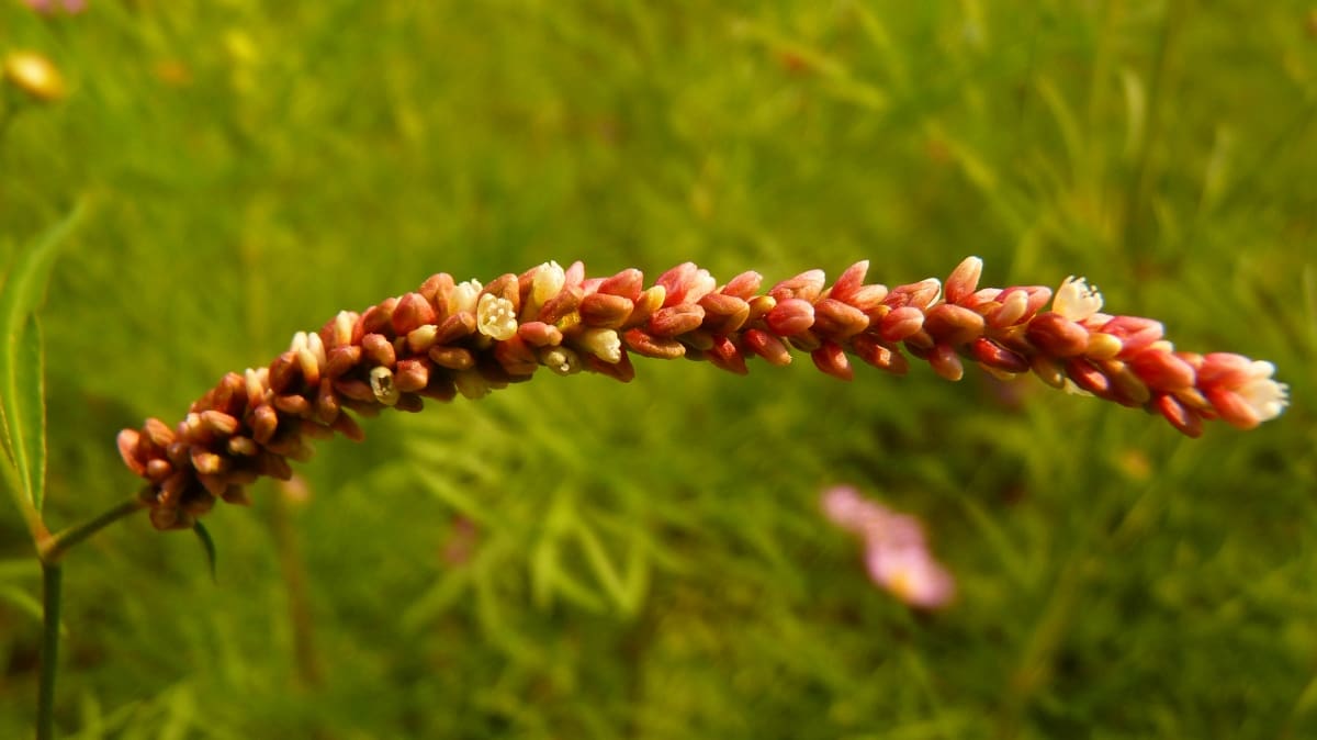 Redshank Flower
