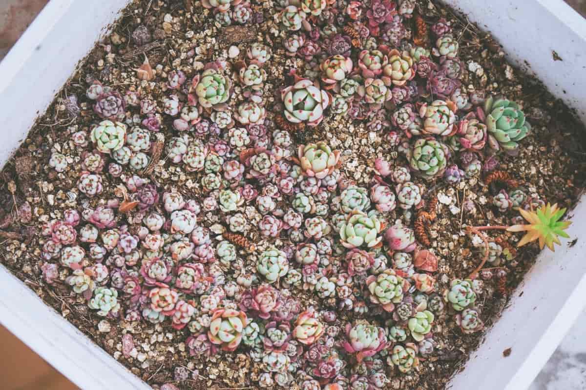 Tiny Succulent and Variated Plants Growing from Seeds