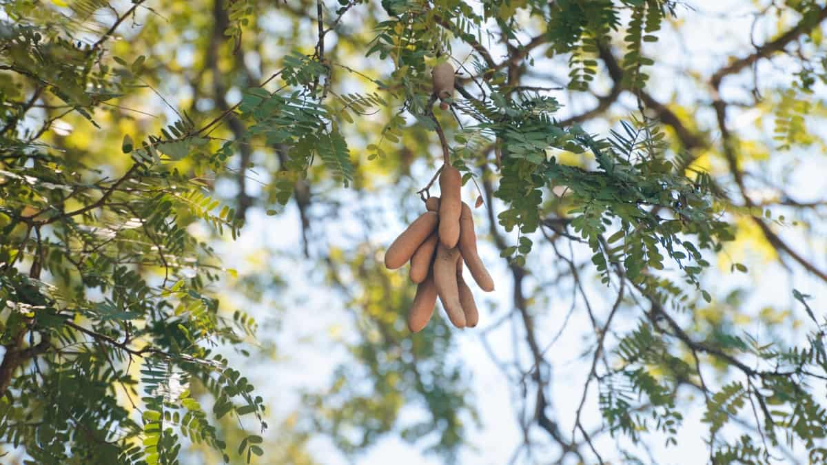 How to Grow Tamarind From Seed