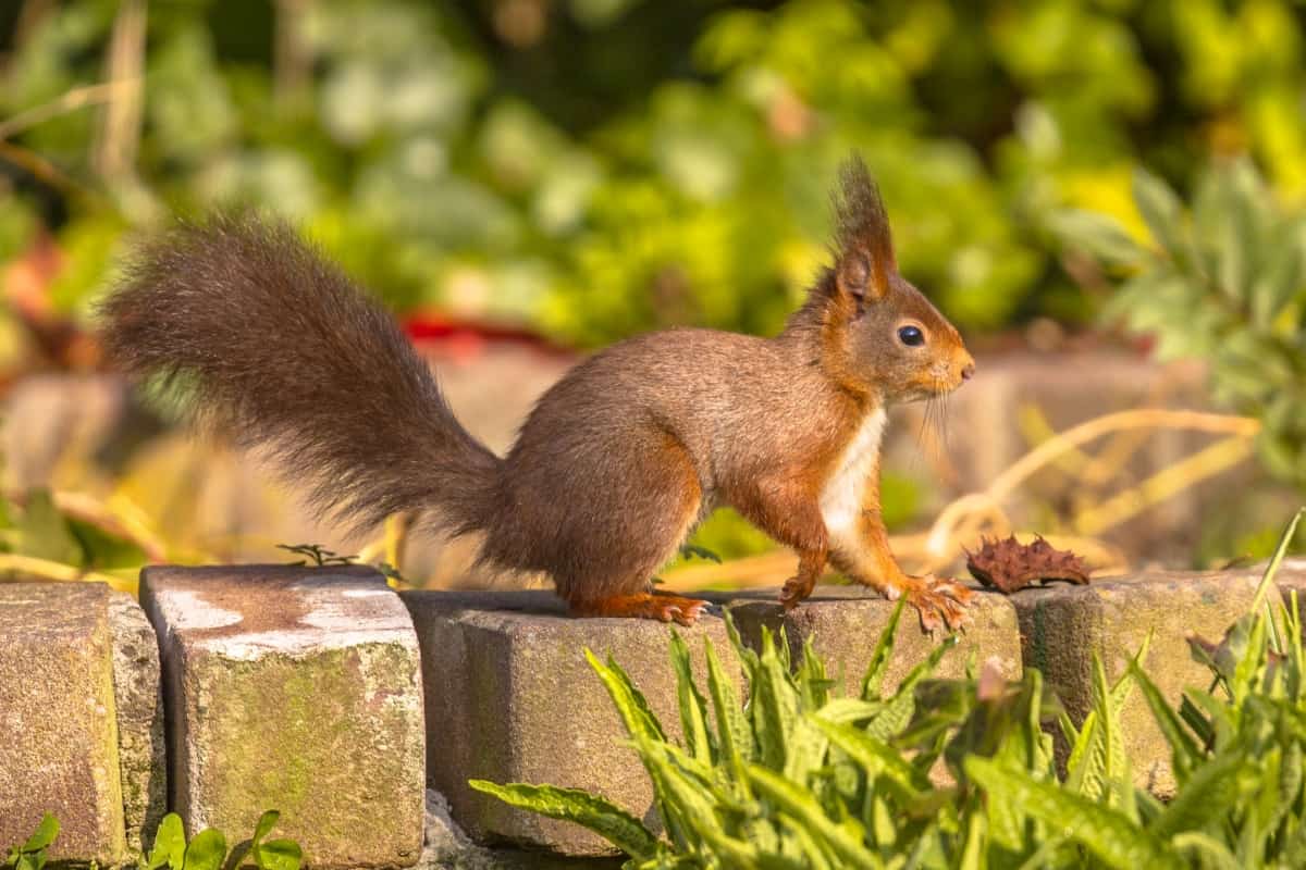 How to Keep Squirrels Out of Potted Plants