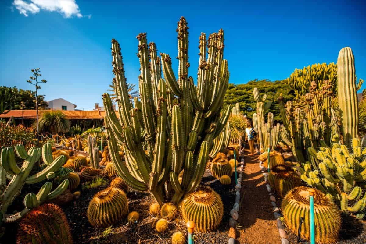 How to Make a Cactus Garden Outdoors