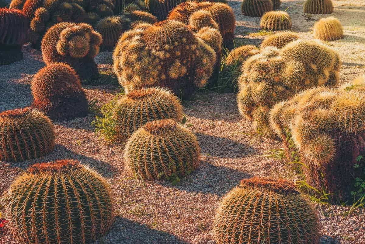 Outdoor Cactus Plants