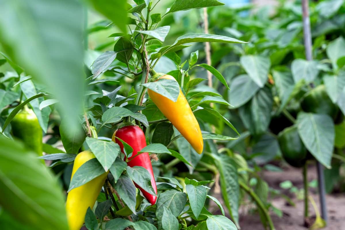 How to Overwinter Peppers