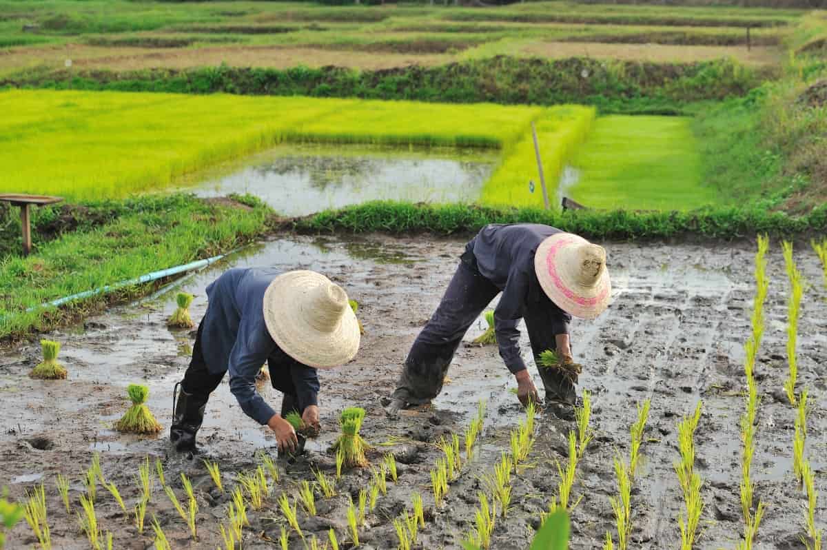 Farmer Planting Rice Plant