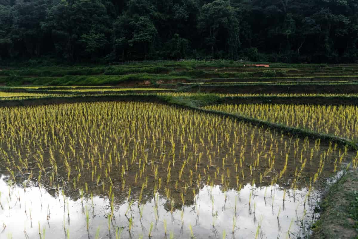 Rice Plant in The Field