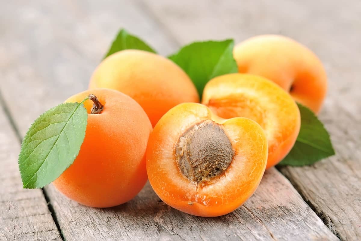 How to Propagate and Pollinate Apricot Trees
