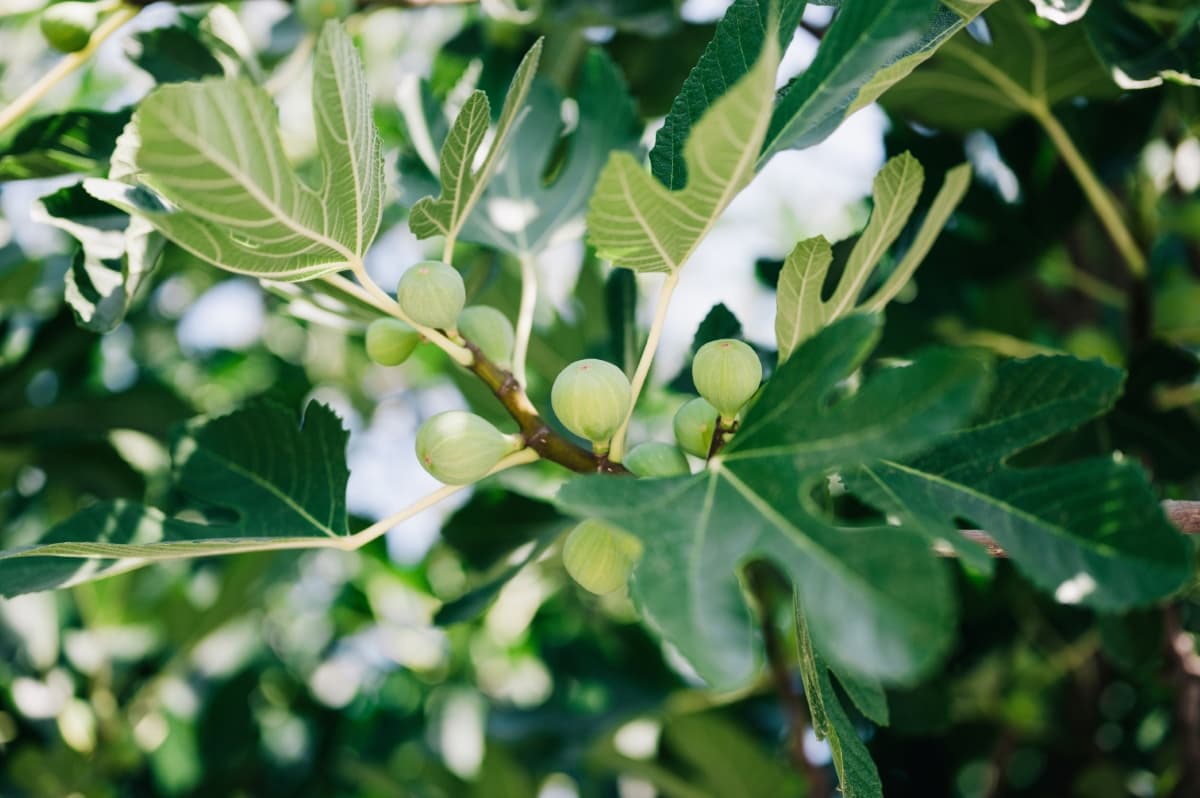 Unripe Figs Fruits