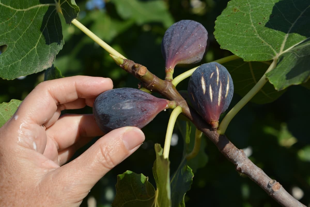 Picking Ripe Figs