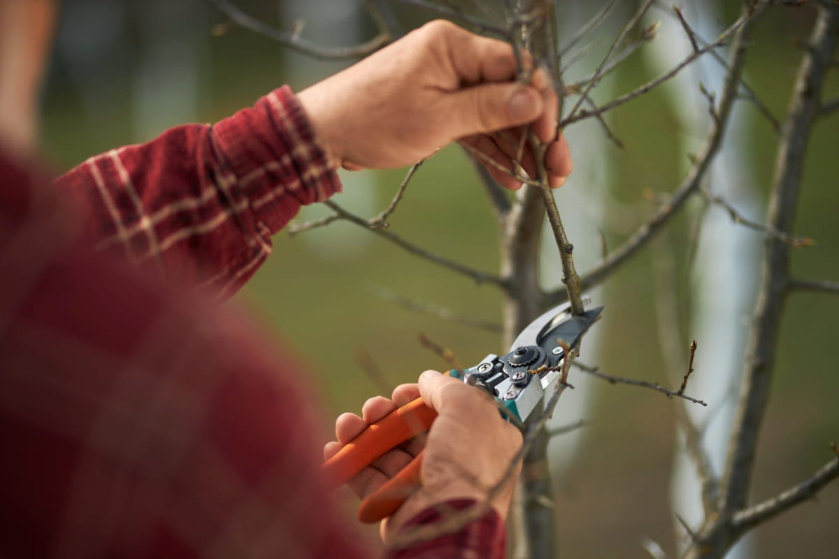 Cutting Tree Branches with Pruner