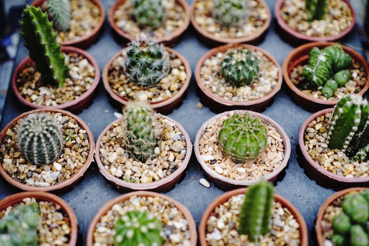 How to Start an Indoor Pot Cactus Garden