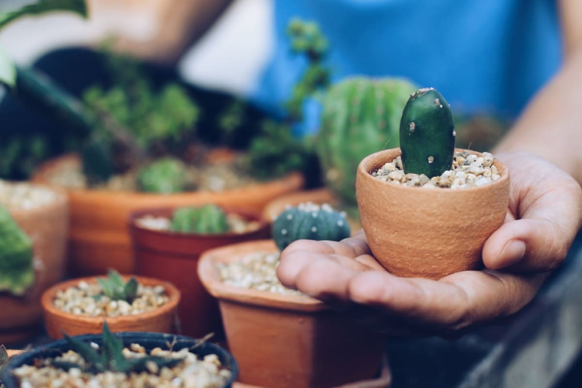 Pot of Cactus