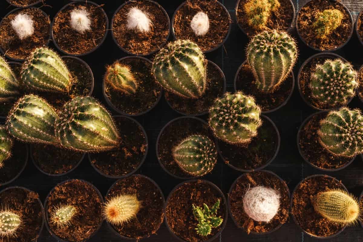 Cactus in Pots