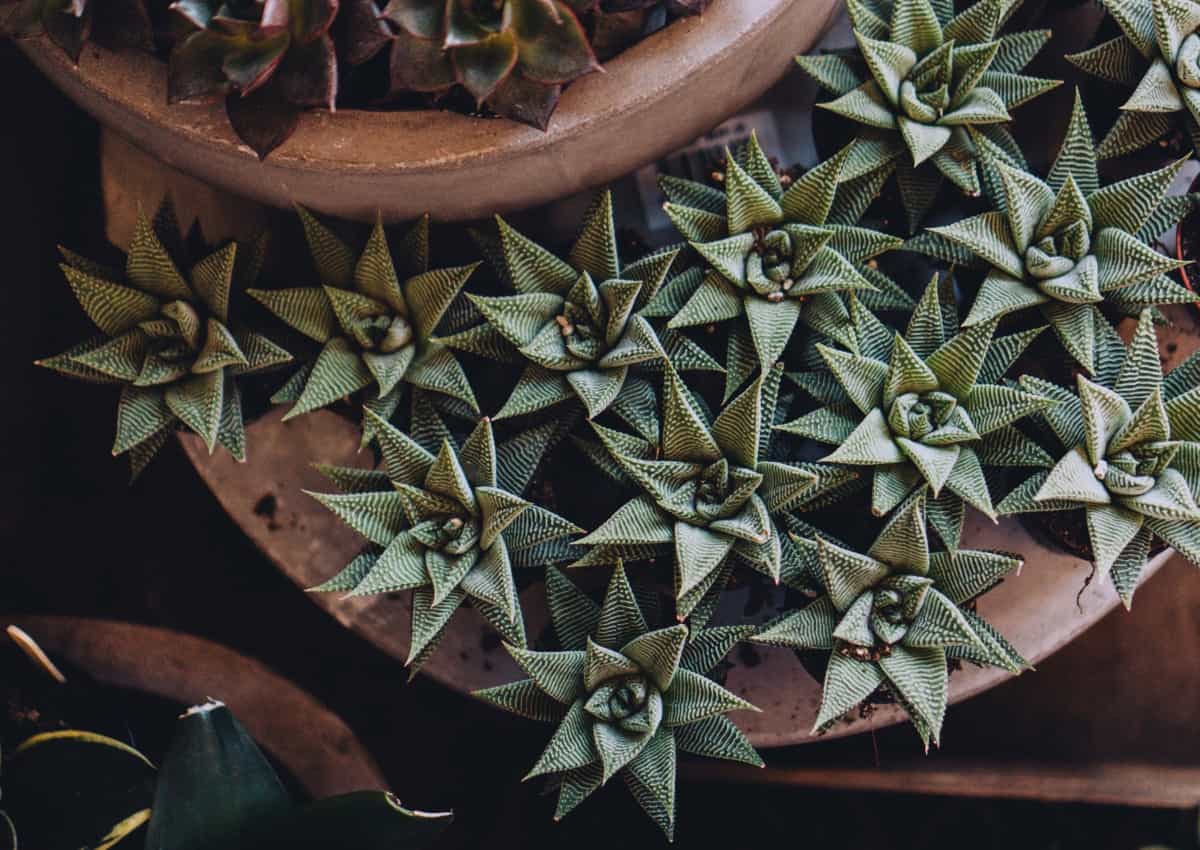 How to Start an Indoor Pot Succulent Garden