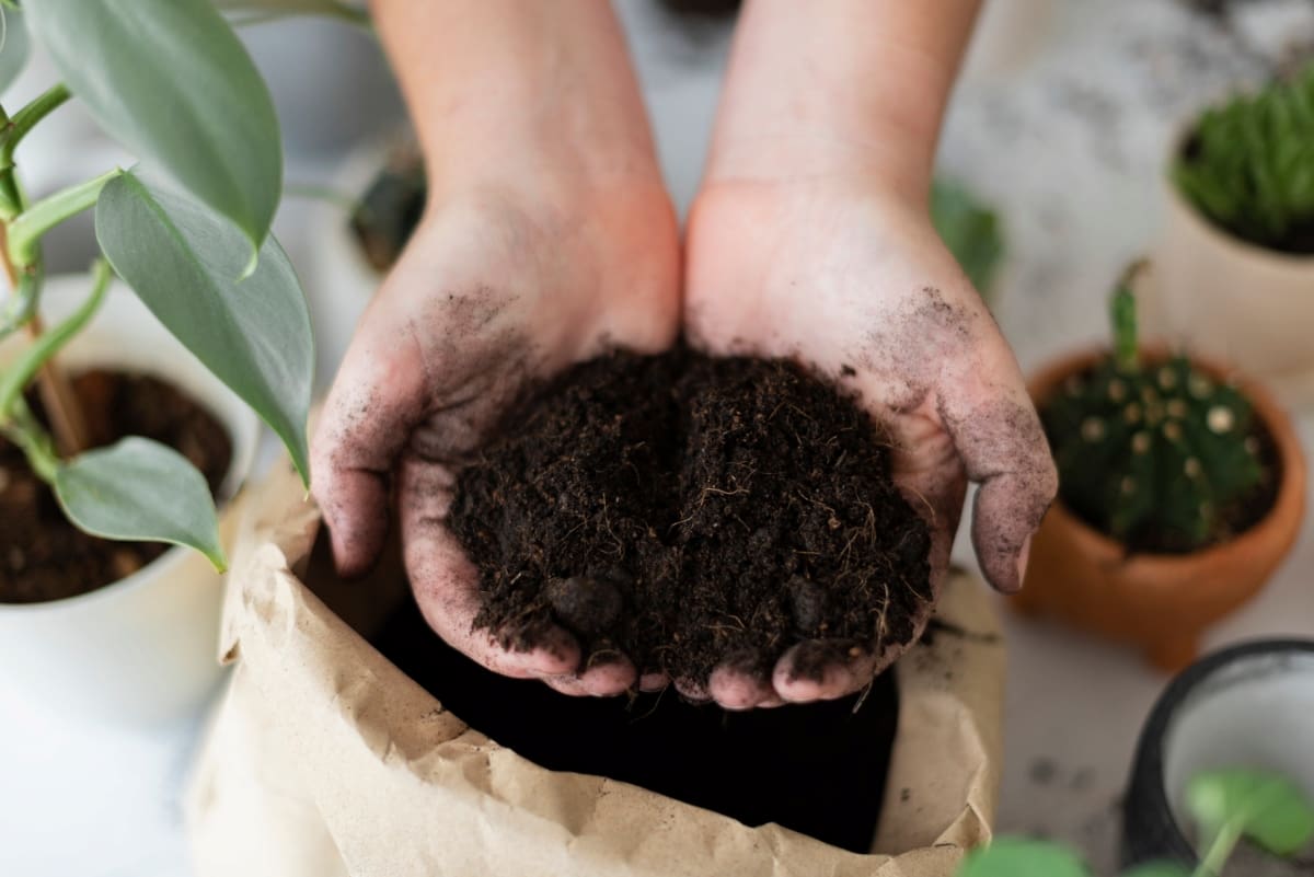 Gardening Soil for Houseplant