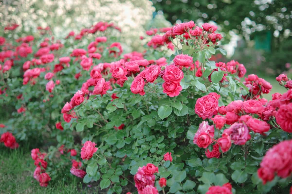Bushes of Blooming Bright Pink Roses