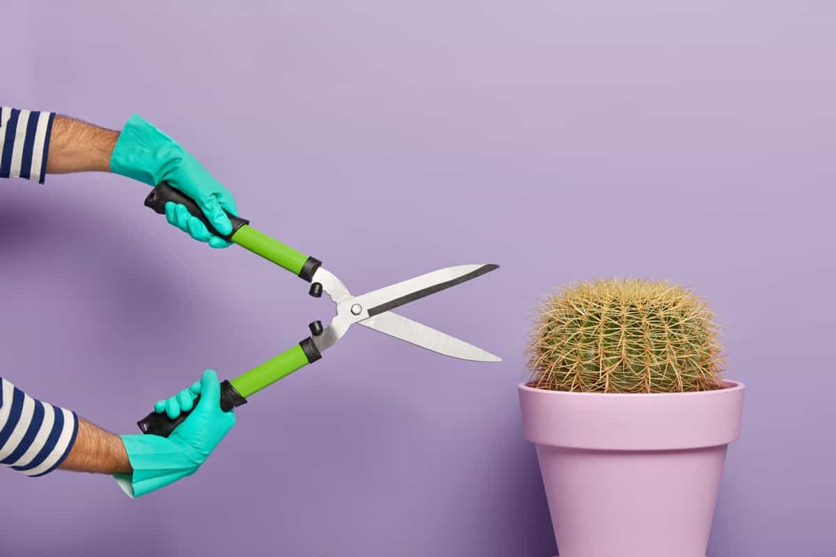 Cactus Trimmer