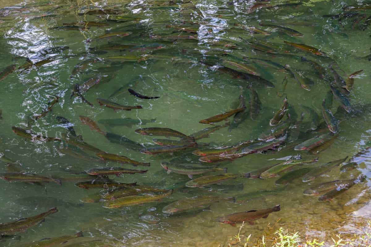 Breeding Trout in Artificial Ponds