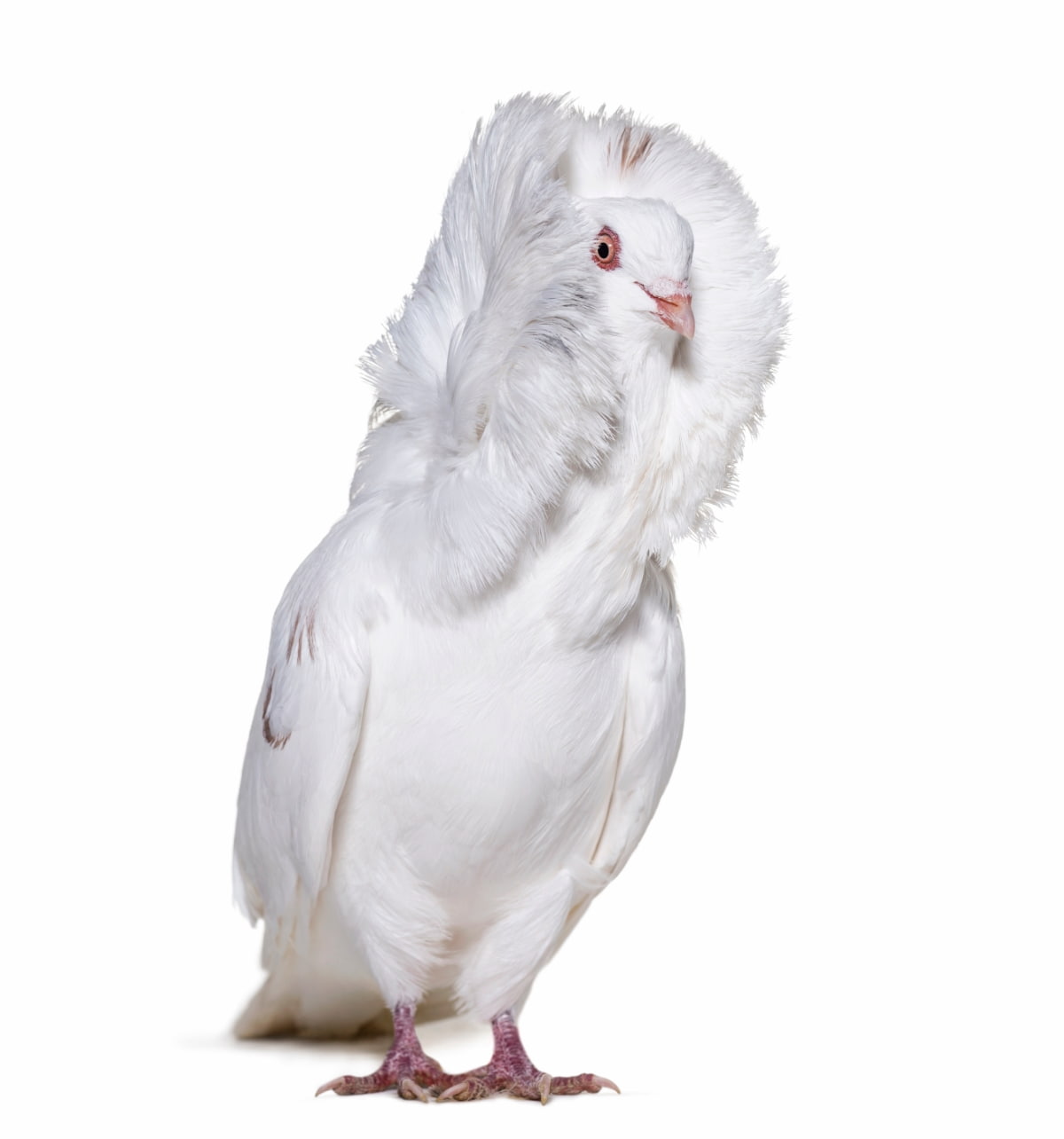 White Jacobin Pigeon
