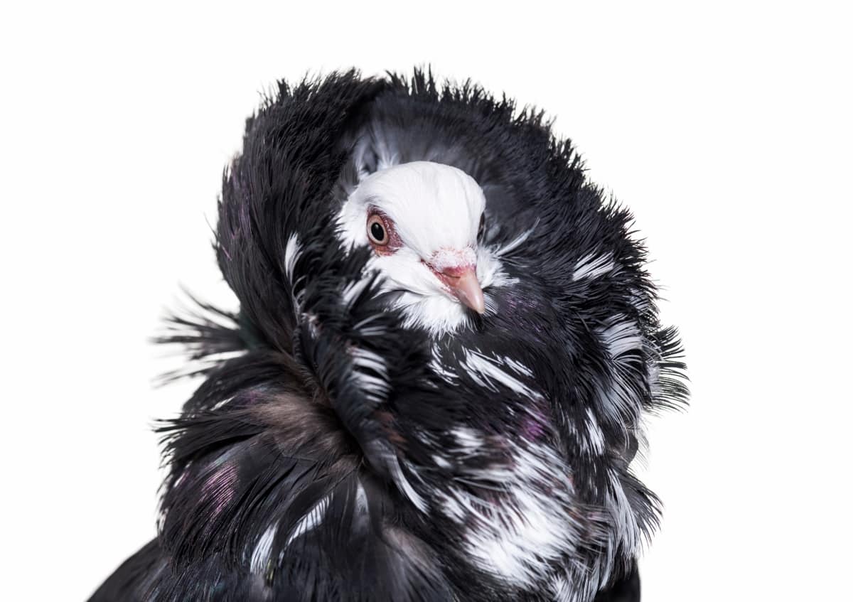 Black Jacobin pigeon