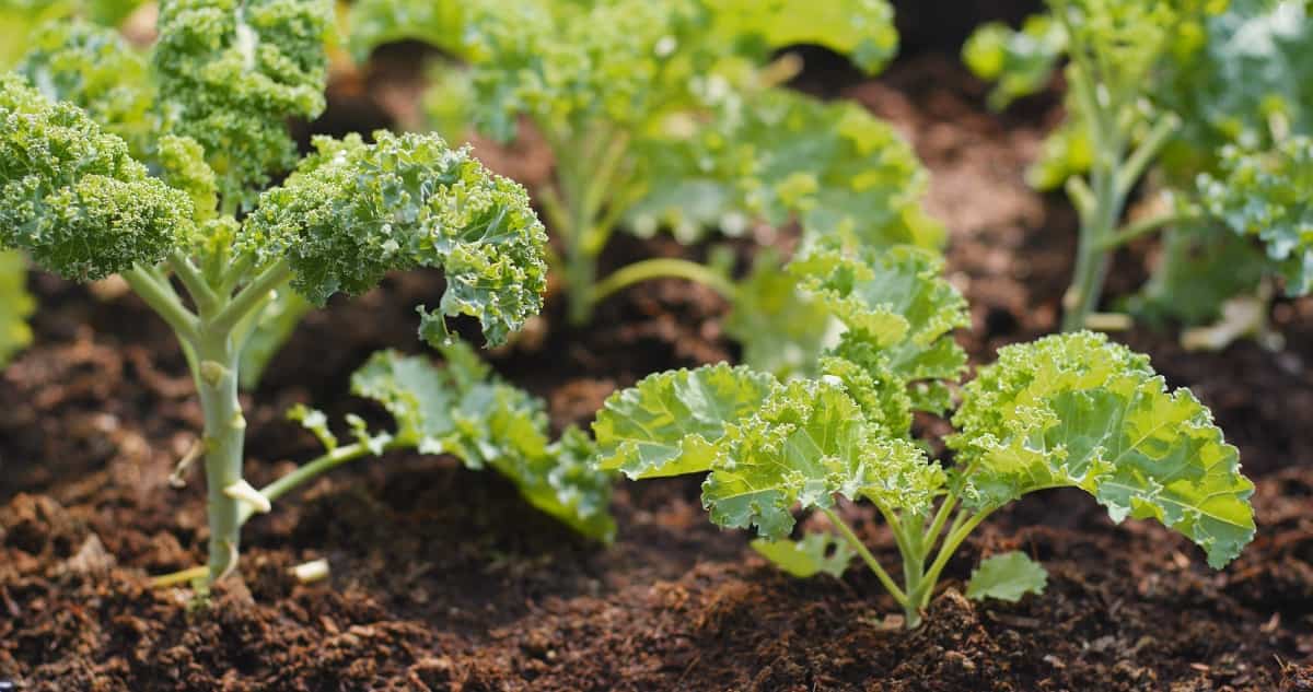 Kale Companion Plants