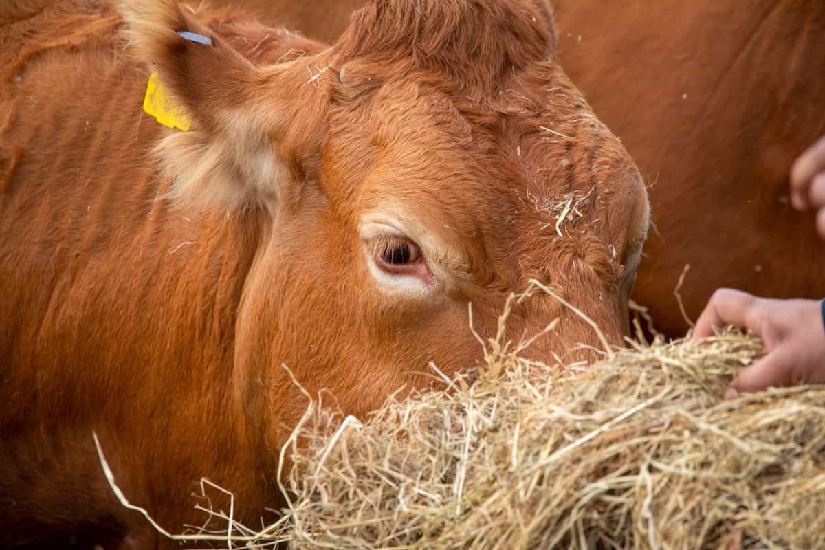 Feeding Limousin Cattle Breed