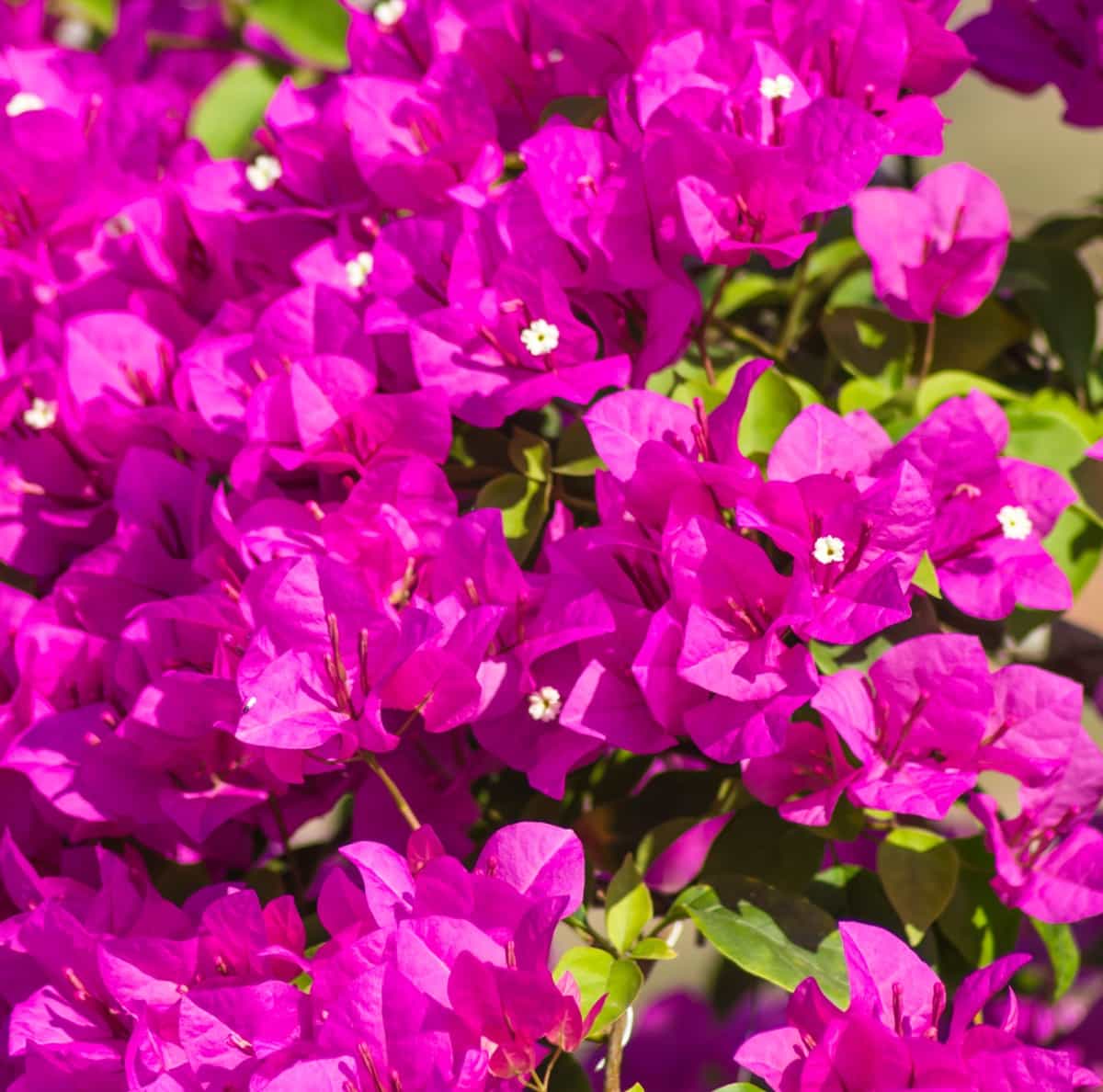 blooming purple bougainvillea
