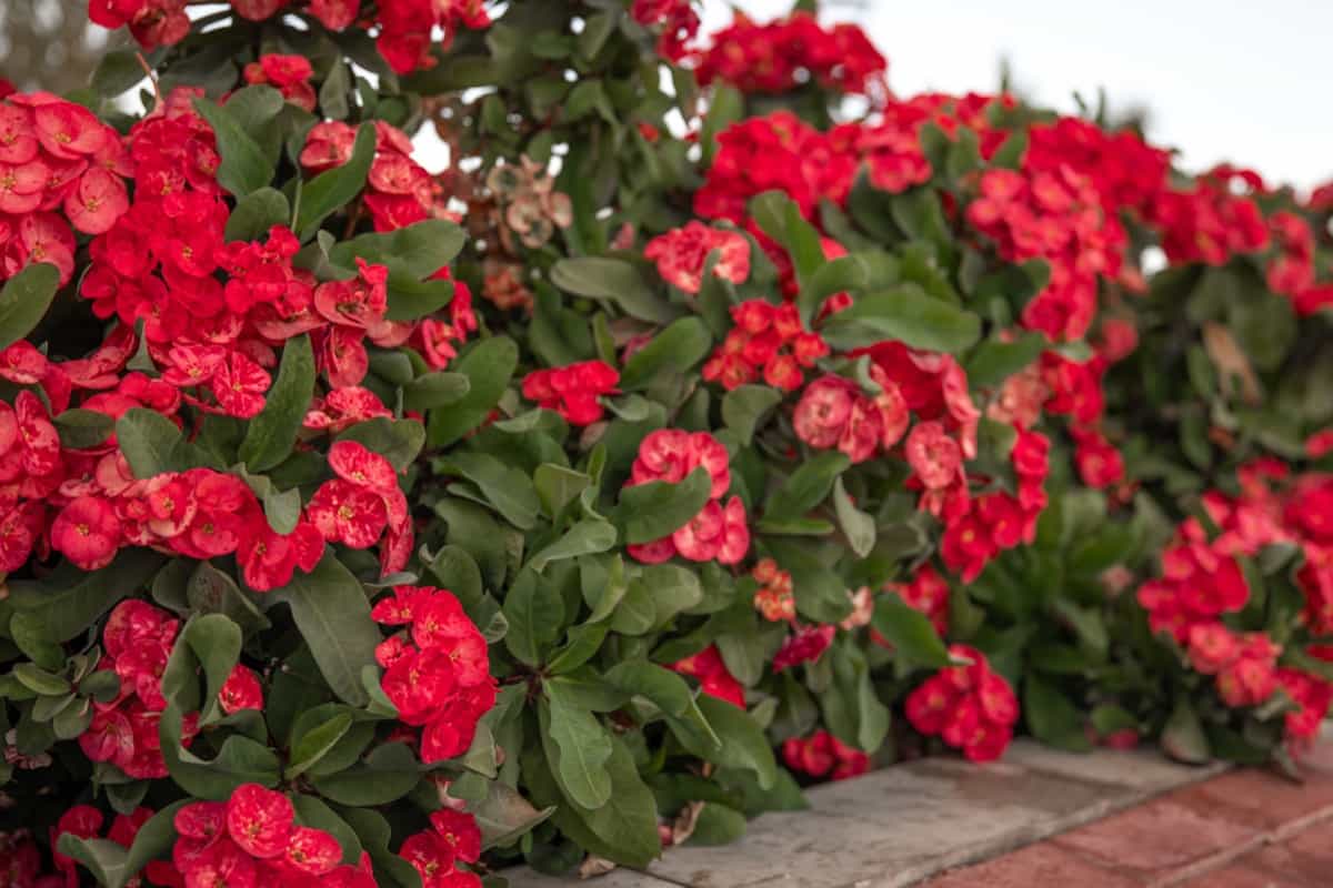 Low-maintenance Outdoor Plants for Florida