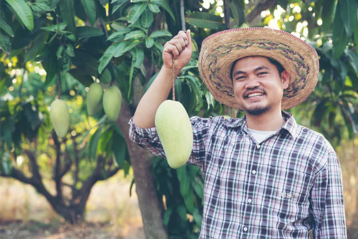 Mango Fruit in Organic Farm
