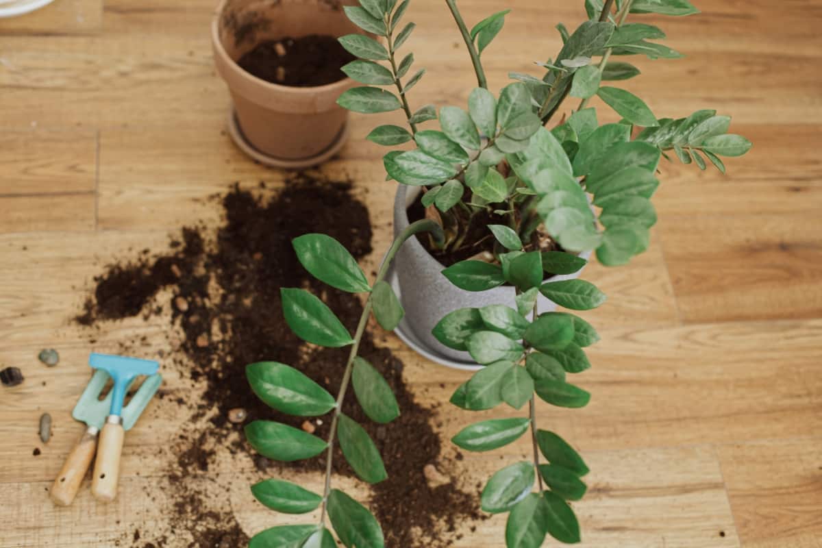 Repotting Plants at Home
