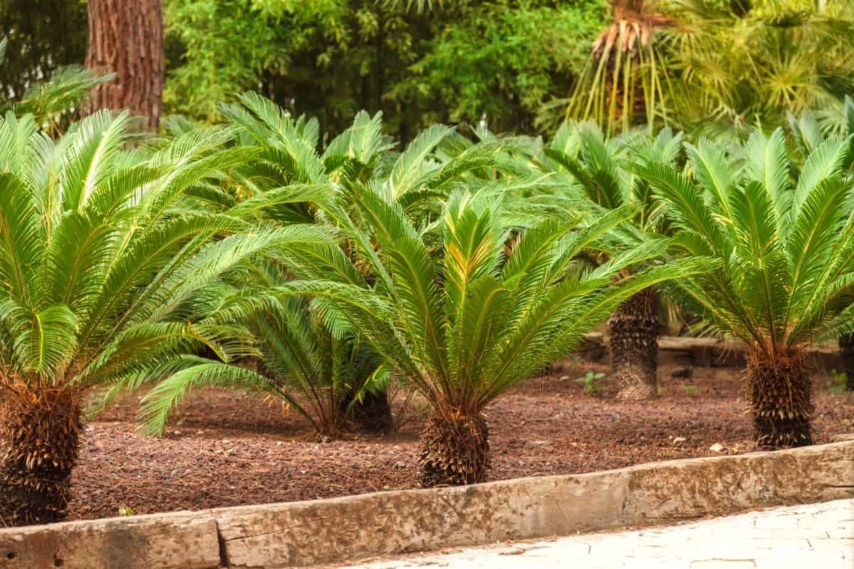 Outdoor Palm Plants

