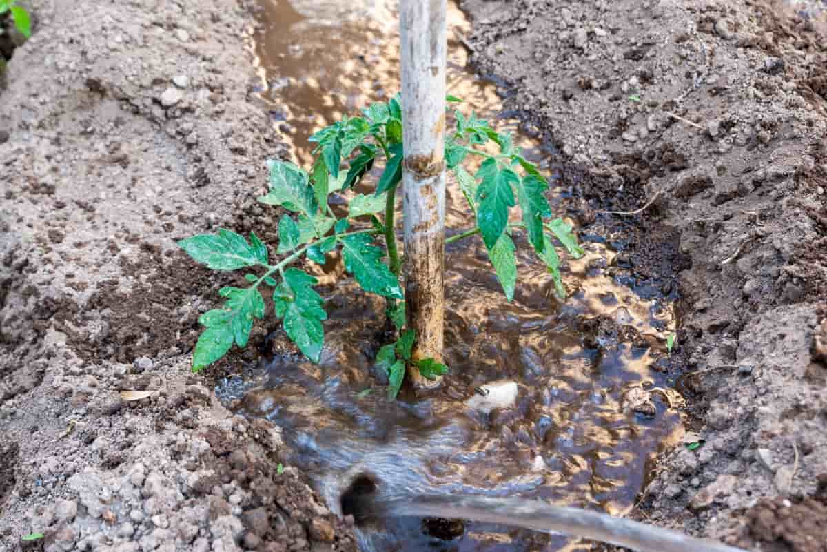 Watering Tomato Plant