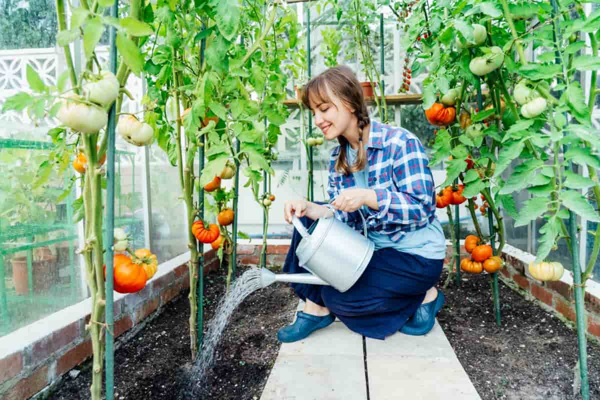 Watering Tomatoes in Green House