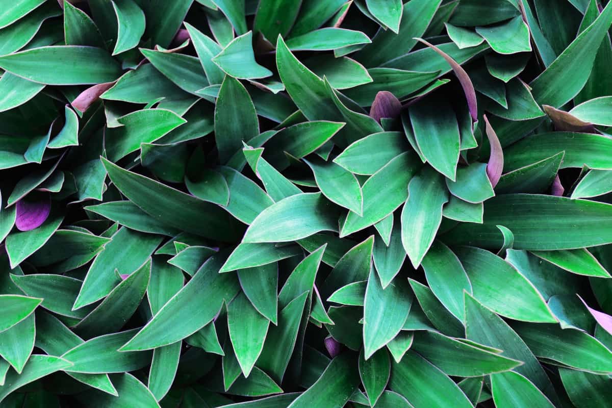 Saturated Green Leaves