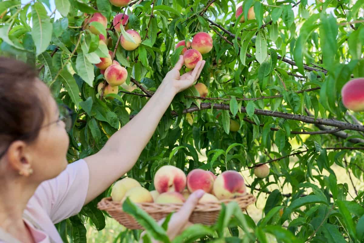 Picking Ripe Peaches from Tree