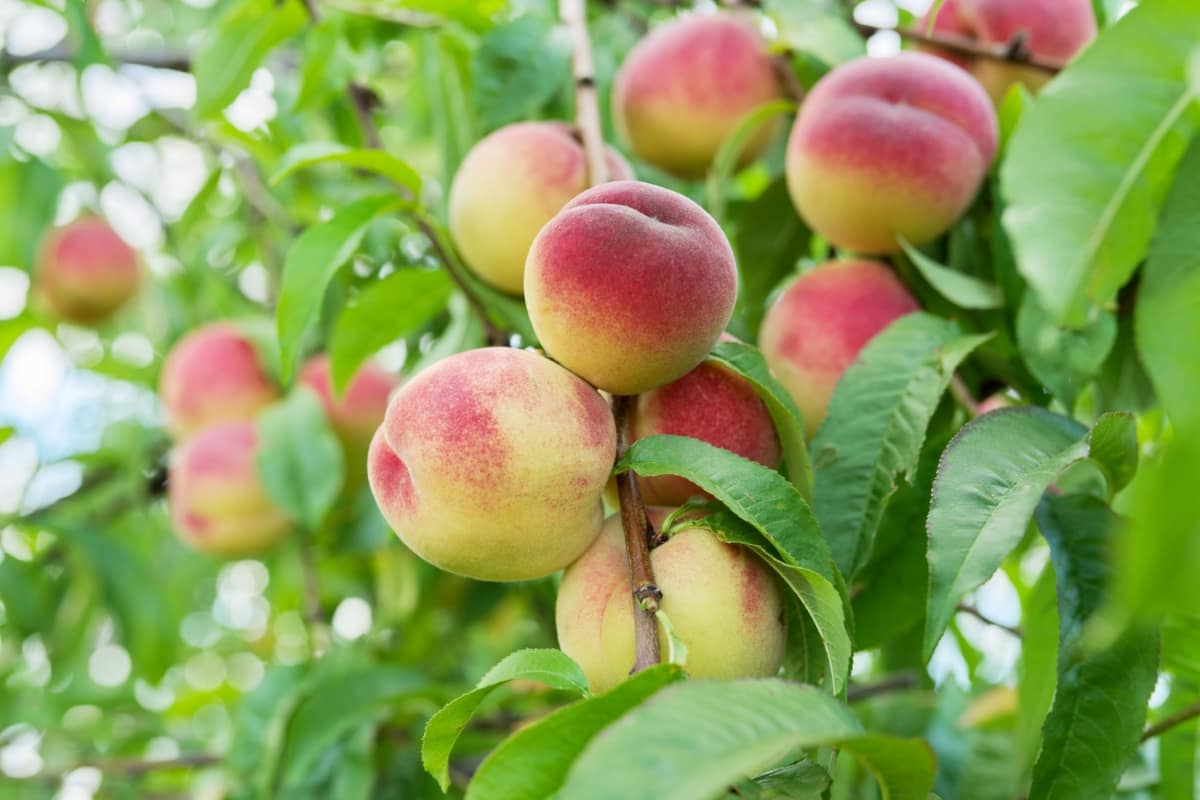 Peach Yields Per Hectare